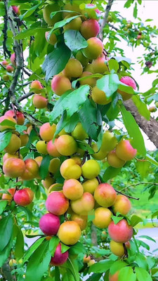 BREEZY BLOOMS Apple Plant(Hybrid, Pack of 1)