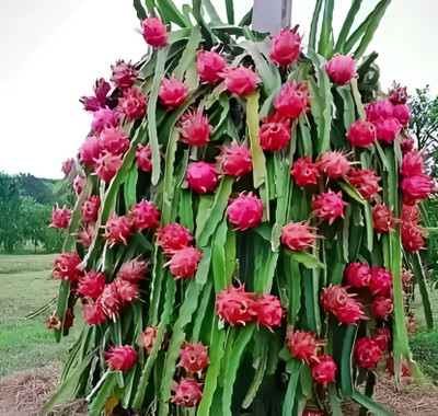 Green view Dragon Tree(Hybrid, Pack of 1)