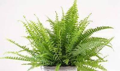KPL BOSTON Boston Fern(Hybrid, Pack of 1)