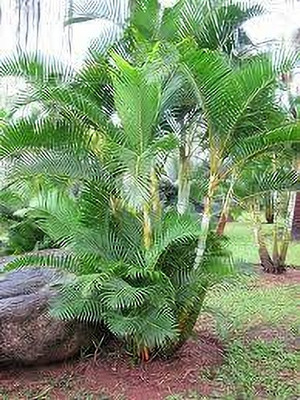 ZOOMGREEN Areca Palm(Hybrid, Pack of 1)