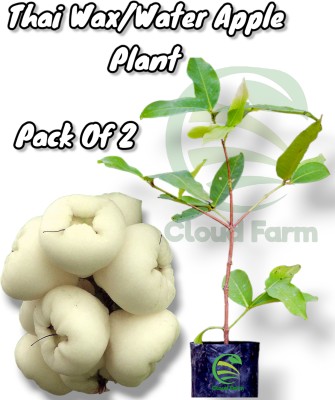 Cloud Farm Wax Apple Plant(Hybrid, Pack of 2)