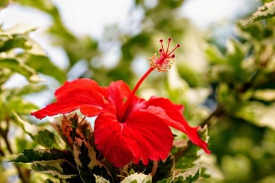 MATTAKARI Hibiscus Plant(Hybrid, Pack of 1)