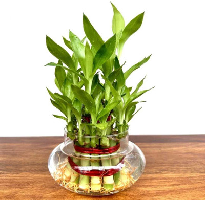 Nursery Hub Two Layer Bamboo Plant(Hybrid, Pack of 1)