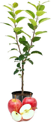 ARYAN EVERGREEN Apple Plant(Hybrid, Pack of 1)