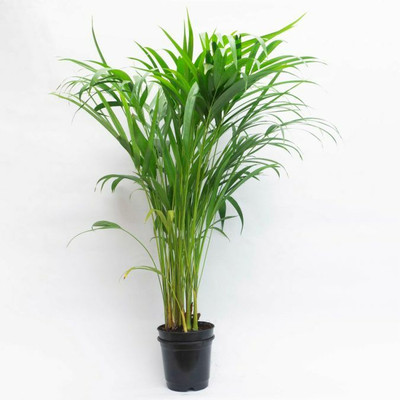APOSOLUARD Areca Palm(Hybrid, Pack of 1)