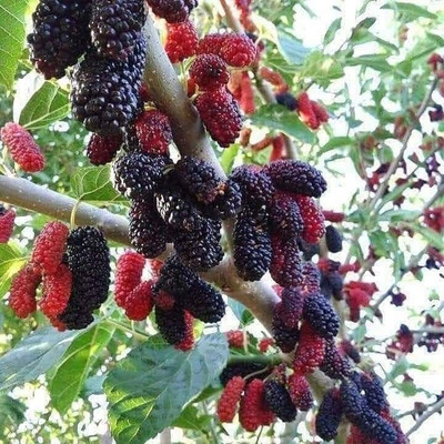 Exotic Plant Hub Thai Shahtoot/Mulberry Plant(Hybrid, Pack of 1)