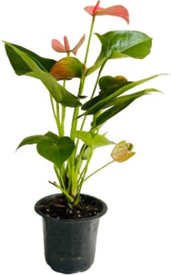 Hug A Plant Anthurium Plant(Hybrid, Pack of 1)