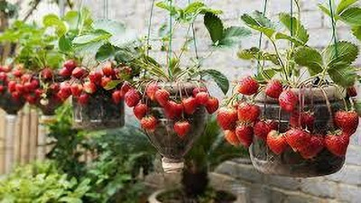 BREEZY BLOOMS Strawberry Plant(Hybrid, Pack of 1)