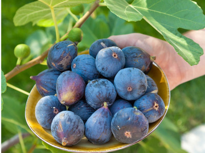 Cloud Farm Gular/Cluster Fig Plant(Hybrid, Pack of 1)