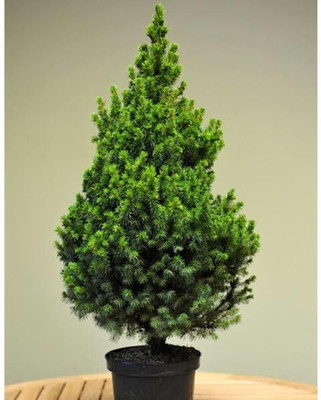 SHREYAGREEN Christmas Tree Plant(Hybrid, Pack of 1)
