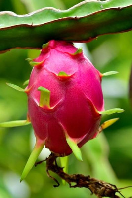 BEWPOLENA Dragon Tree(Hybrid, Pack of 1)