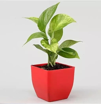 KS TRADERS Money Plant(Hybrid, Pack of 1)