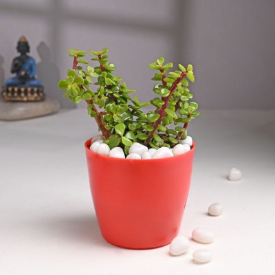 Floweraura Jade Plant(Hybrid, Pack of 1)