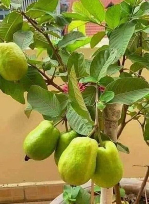 AFARTIOBINA Guava Plant(Hybrid, Pack of 1)