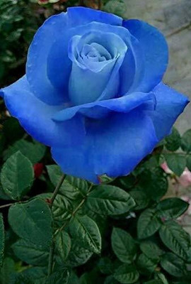 Aquinnah Rose Plant(Hybrid, Pack of 1)
