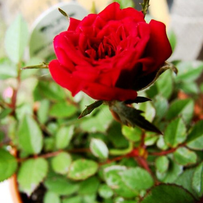Guruji Rose Plant(Hybrid, Pack of 1)