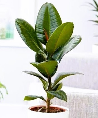 Cloud Farm Rubber Tree(Hybrid, Pack of 1)