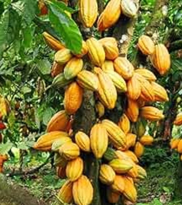 shafeeq Cocoa Plant(Pack of 1)