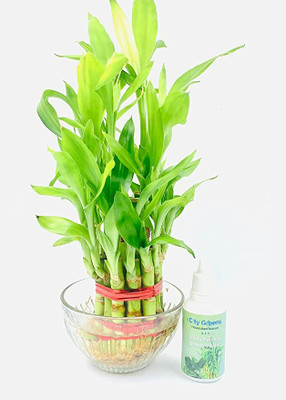 Flora Solutions Two Layer Bamboo Plant(Hybrid, Pack of 1)