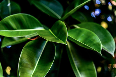 EliteGreen Rubber Tree(Hybrid, Pack of 1)