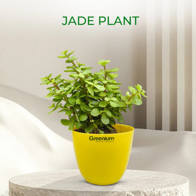 Greenium Jade Plant(Hybrid, Pack of 1)