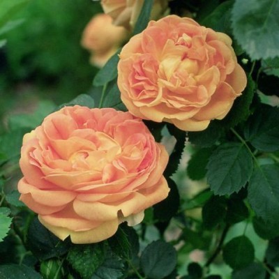 ADRIJA PLANT NURSERY Rose Plant(Hybrid, Pack of 1)