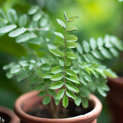 Puspita Nursery Curry Leaf Plant(Pack of 1)