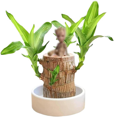 GRIVA CREATION Mini Brazalian wood(Pack of 1)
