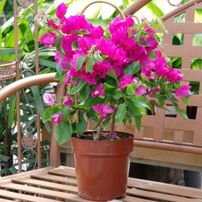LeafLinkPlants Bougainvillea Plant(Hybrid, Pack of 1)