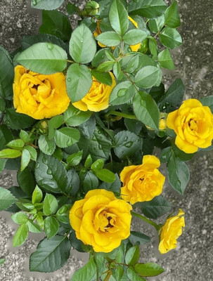 Plants tree save life Rose Plant(Hybrid, Pack of 1)