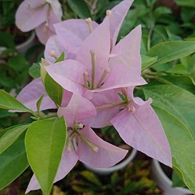 KUMUBON Baugainvillea Plant(Hybrid, Pack of 1)