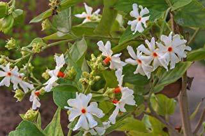 Aywal Parijat Seed(120 per packet)