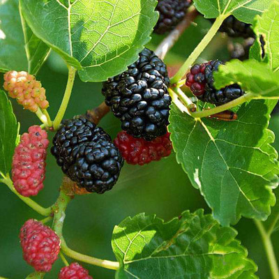 Agacha Shahtoot/Mulberry Plant(Hybrid, Pack of 1)