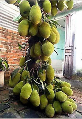 saraswati traders Jackfruit Plant(Hybrid, Pack of 1)