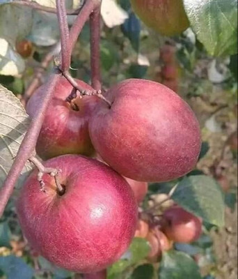 Heaven Of Saplings Ber Apple Plant(Hybrid, Pack of 1)