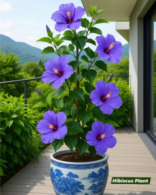 Cloud Farm Hibiscus Gudhal Flower Plant(Hybrid, Pack of 1)