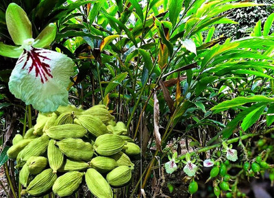 buddingbeauty Elaichi/Cardamom Plant(Hybrid, Pack of 1)