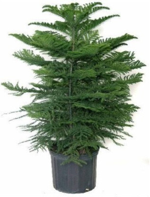 APOSOLUARD Christmas Tree Plant(Hybrid, Pack of 1)