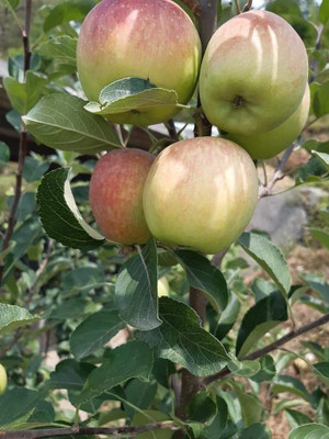 MKR Enterprises Apple Seed(10 per packet)