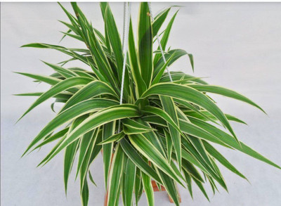 GreenyOn Spider Plant(Hybrid, Pack of 1)