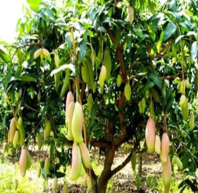 Cloud Farm Mango Plant(Hybrid, Pack of 1)