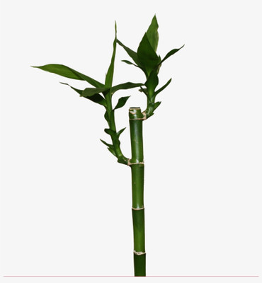 ARYAN EVERGREEN Two Layer Bamboo Plant(Hybrid, Pack of 1)
