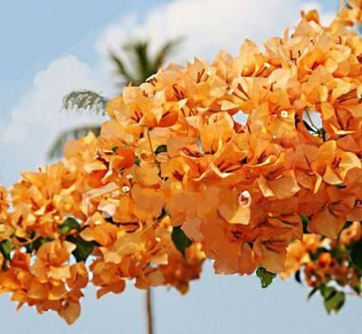 AFARTIOBINA Bougainvillea Plant(Hybrid, Pack of 1)