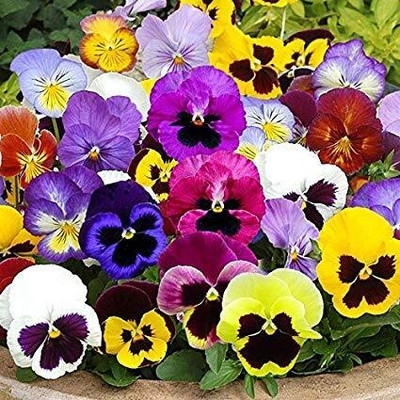 Lorvox Pansy Hybrid Flower Seed(180 per packet)