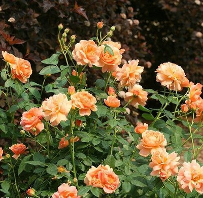 NurseryFriends Rose Plant(Hybrid, Pack of 1)