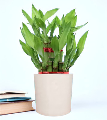 AGAMI Two Layer Bamboo Plant(Hybrid, Pack of 1)