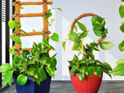 Aquinnah Money Plant(Hybrid, Pack of 1)
