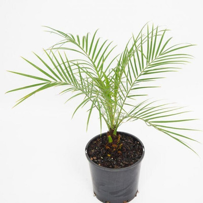 natikrd Phoneix Palm Plant(Hybrid, Pack of 1)