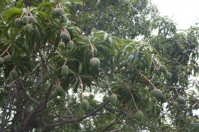 BALA PLANT CREATION Mango Plant(Hybrid, Pack of 1)