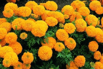 Quentova African Marigold-XIL-22X Seed(50 per packet)